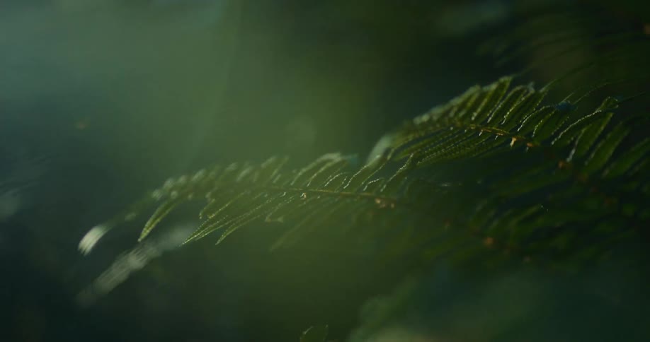 Closeup on a greenish plant in the forest with sunlight reflection