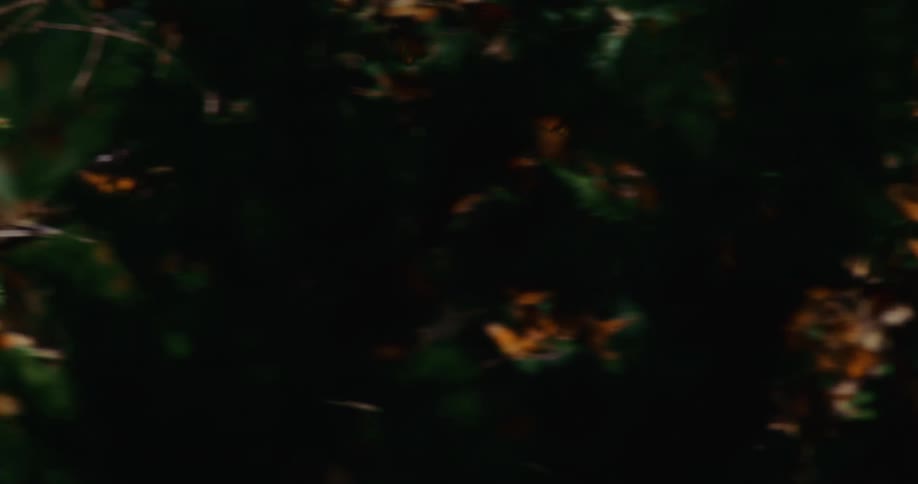 Butterflies fly past the flowers on the bush