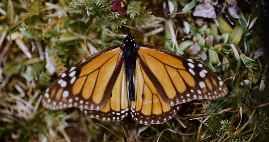 Butterfly in nature with open wings