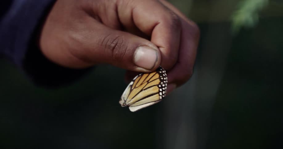 A man is holding a butterfly wing