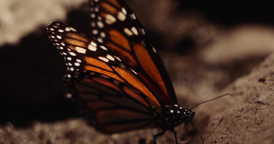 The butterfly is standing in the soil