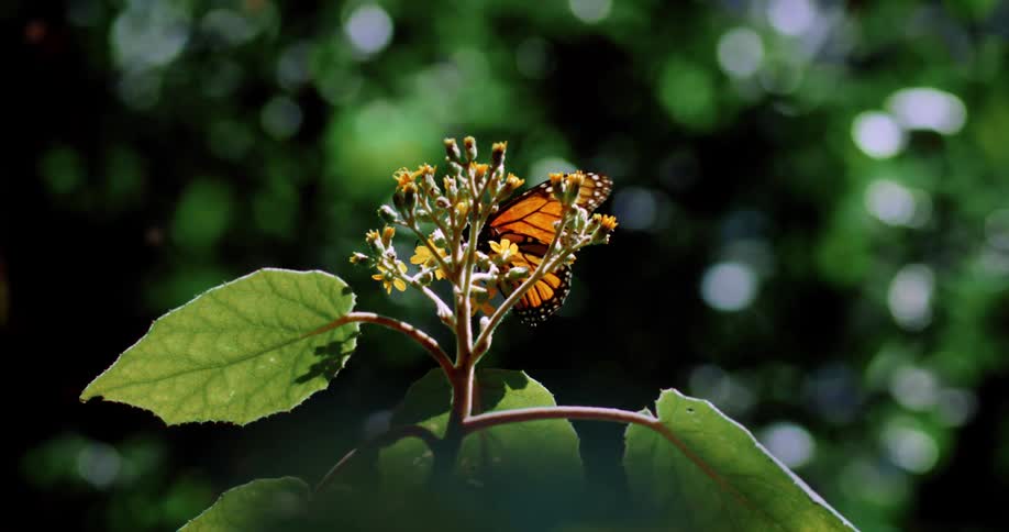 A butterfly with orange wings is on a plant with small yellow flowers