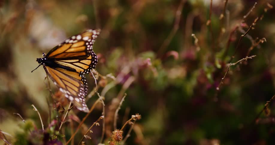 The butterfly is perched on the twig