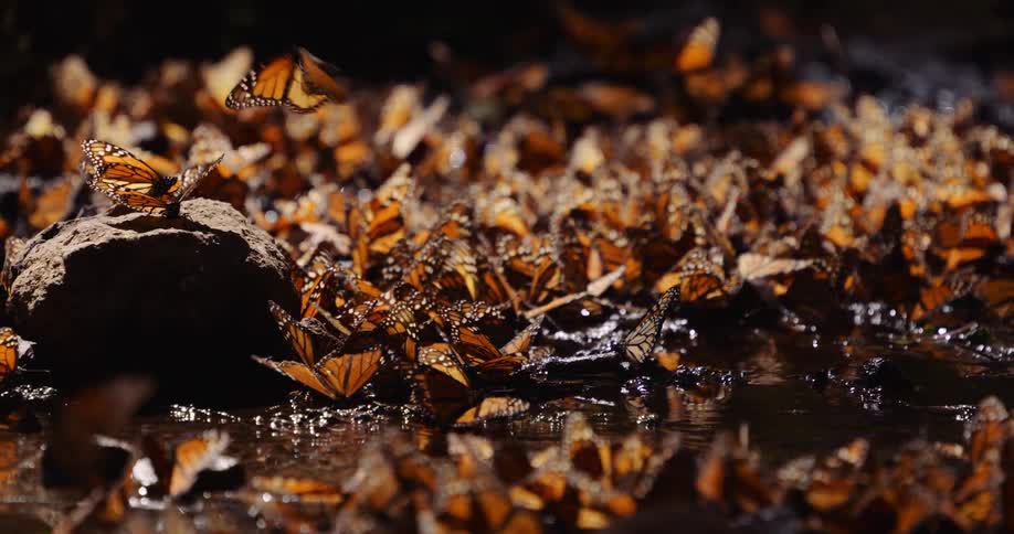 Butterflies in the swarm covering stream bank flutter and fly