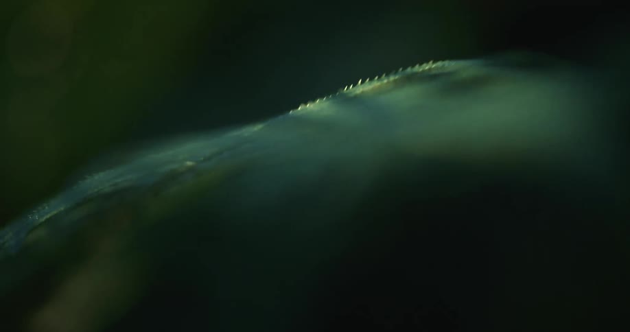 The hanging leaf is covered in water