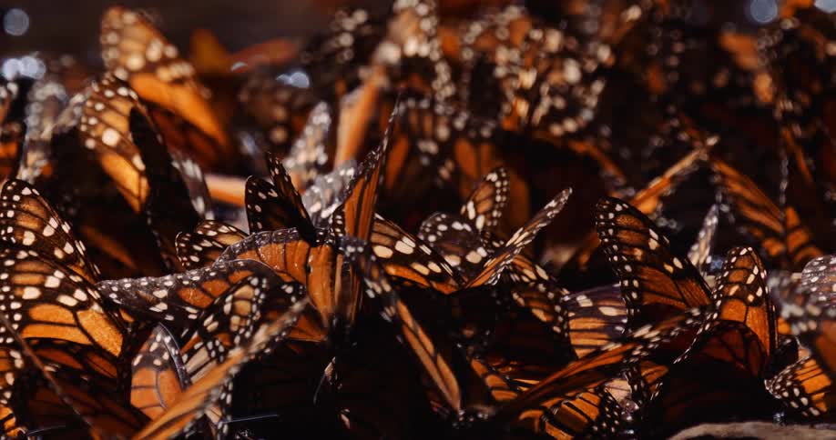 Several butterflies with orange wings are standing on a surface and are grouped together