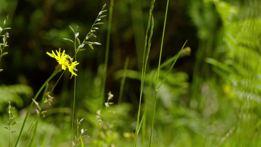 Bee on a yellow flower in nature flies away