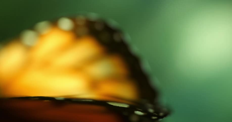 Extreme closeup of a butterflys wings