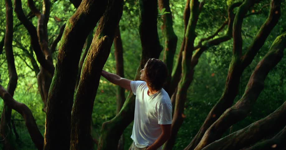 A man is leaning on a tree as butterflies fly around him