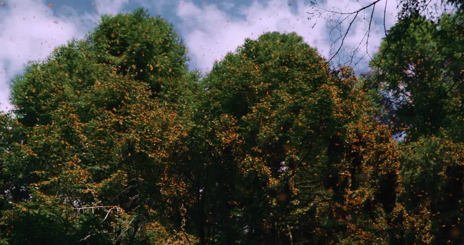 A large kaleidoscope of butterflies perches on trees and flies through the air