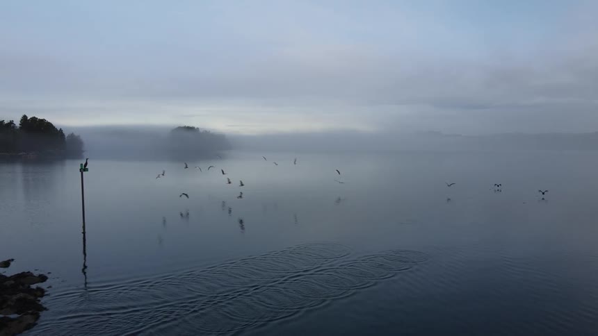 Birds flying across a vast ocean on a cloudy morning