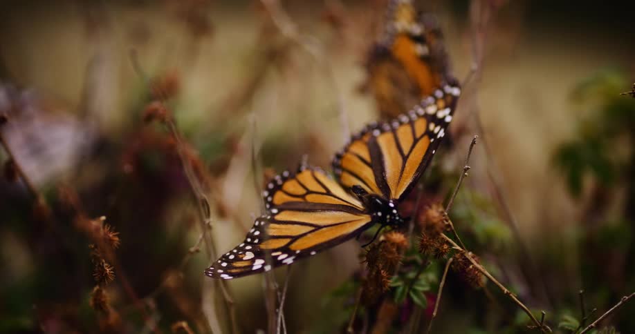 Butterfly on a plant