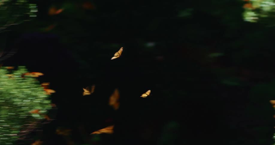 Butterflies flying in a green garden