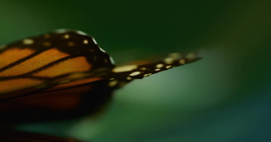 Extreme closeup of the orange and black wings of a butterfly