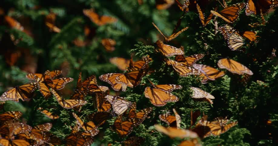 Kaleidoscope of butterflies flies over and perches on branches of trees