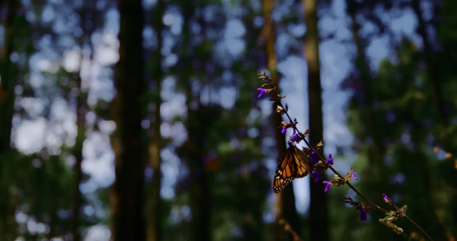 A butterfly with yellow wings is standing on a plant with small purple flowers