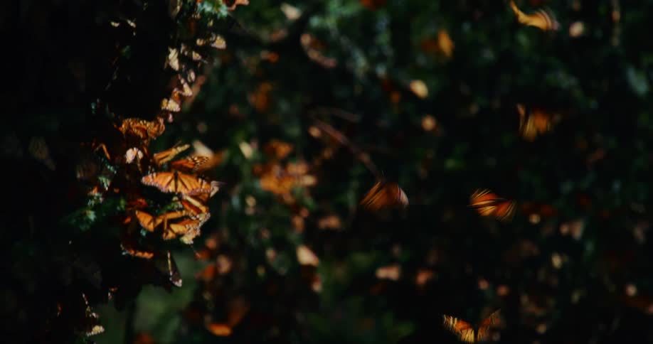 Cluster of butterflies on the greenish plants