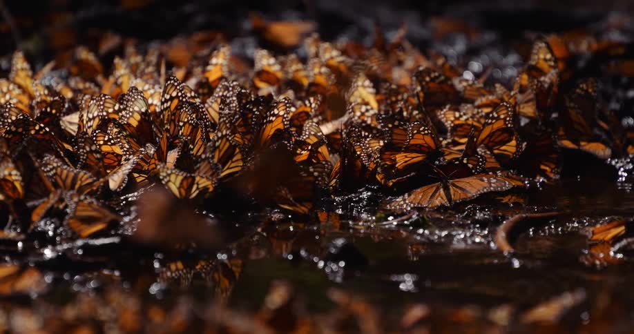A large group of monarch butterflies congregating around a small body of water