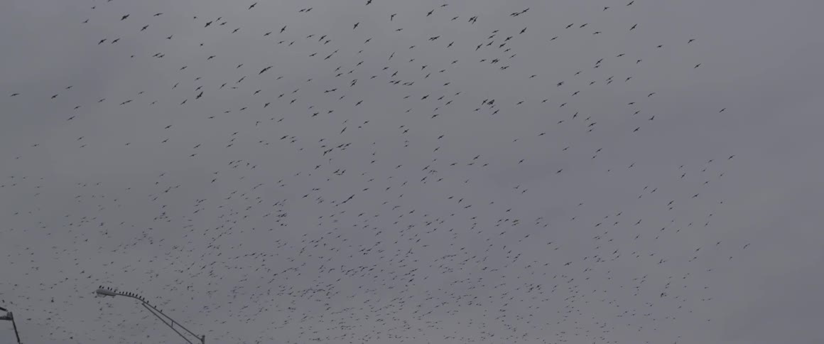 A massive flock of birds is flying near some telephone poles under cloudy skies