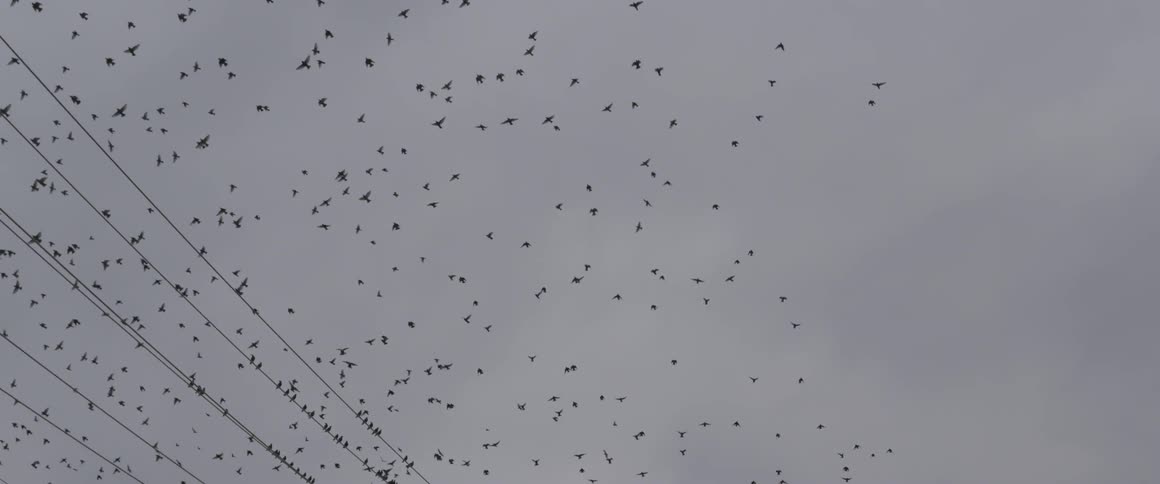 Large flock of birds flying on a cloudy day and some lighting on some power lines