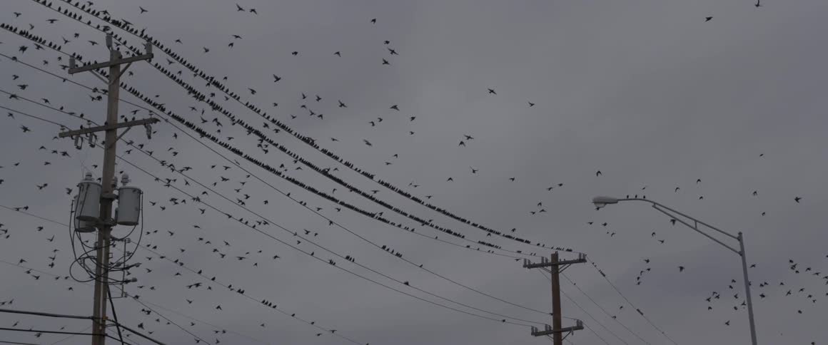 A flock of black birds fly around and rest on telephone wires
