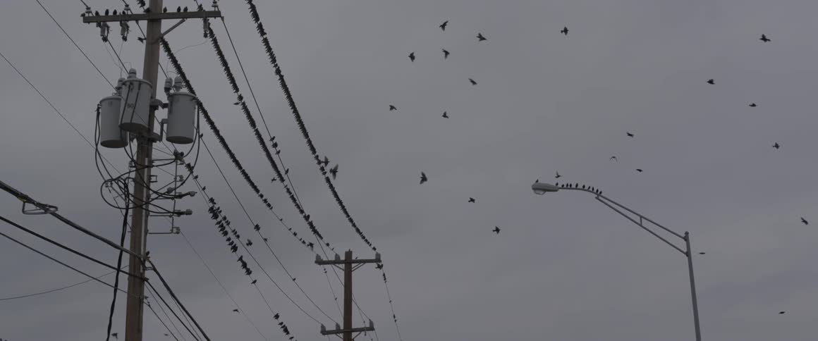 A large number of birds perching on a telephone line