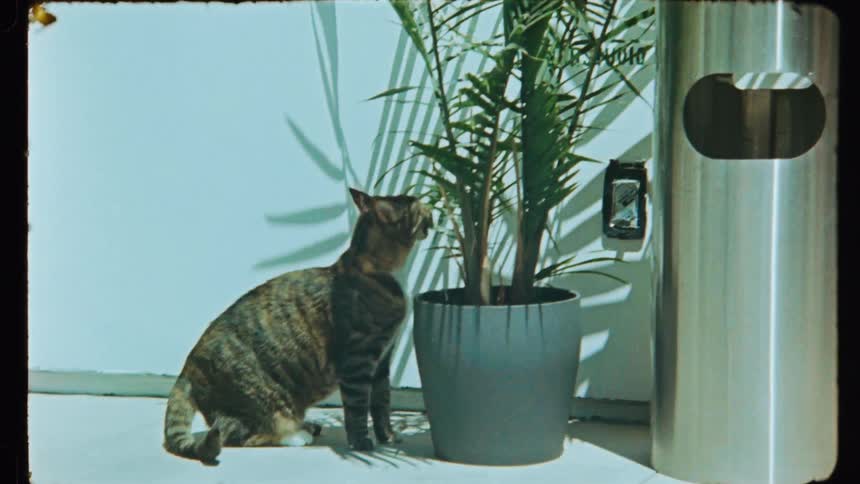 Cat next to a potted plant eating leaves