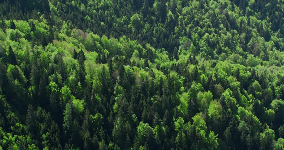 An aerial view of a forest landscape