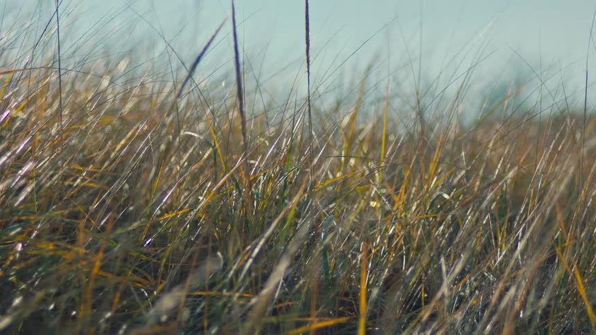 Natural field with tall dry grass