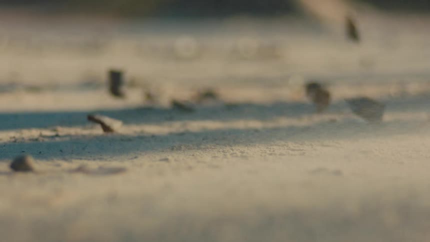 Close up view of dry leaves and dust blown by the wind