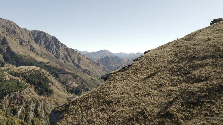 A herd of goat climb the side of a mountain two goats clash heads dramatically