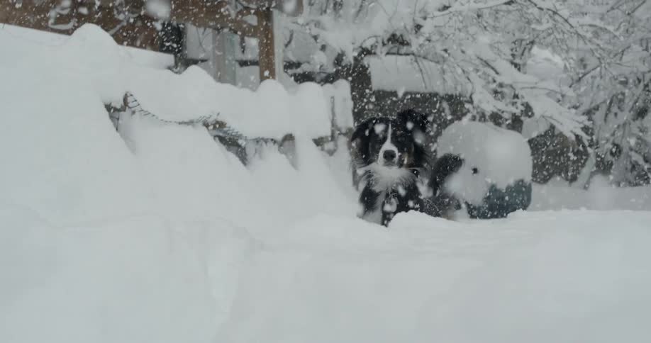 A black and white dog stands in the snow