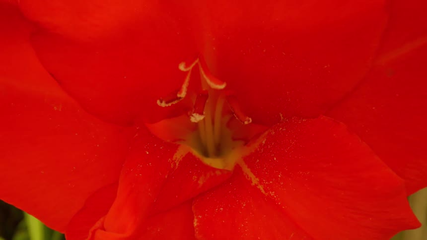 Flower with red petals seen in extreme closeup