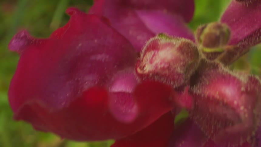 Extreme closeup on a reddish flower in a garden