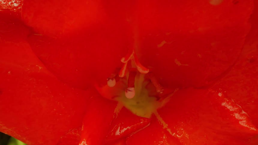 Rain drops fall off of a red flower growing in a garden