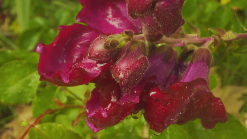 Closeup of vibrant red flowers with water drops