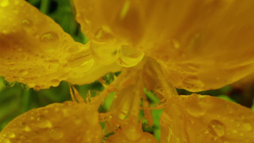 Extreme closeup on a flower with yellowish petals with water drops