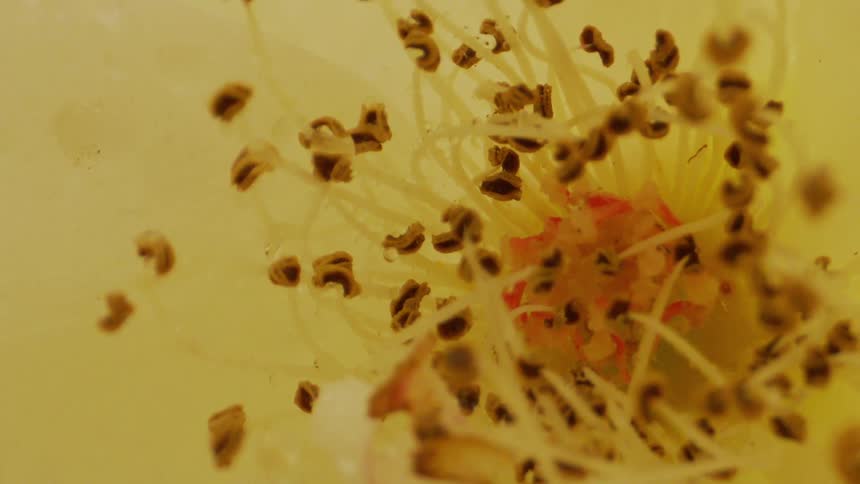 Extreme close up of pollen inside a white flower