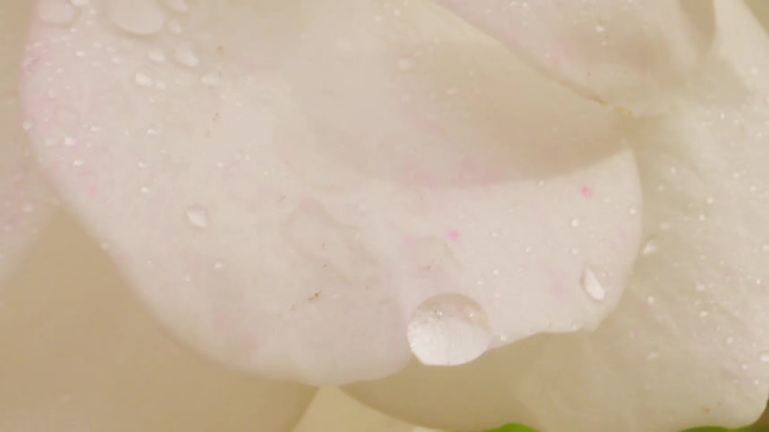 Water droplets cling to the petals of a moving white flower