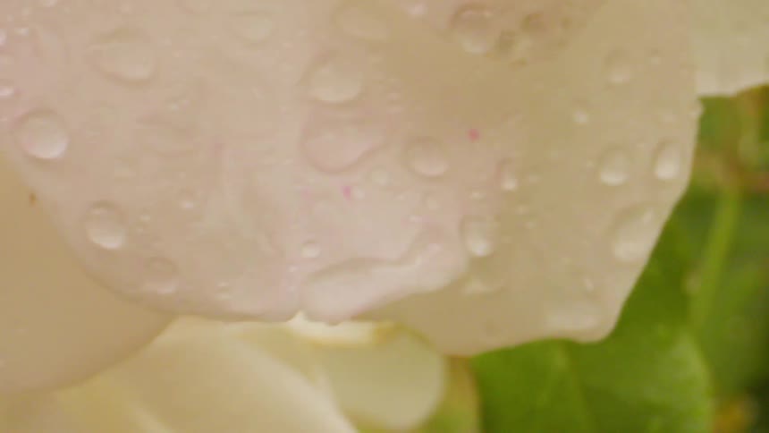 A large white flower covered in rain drops in a garden