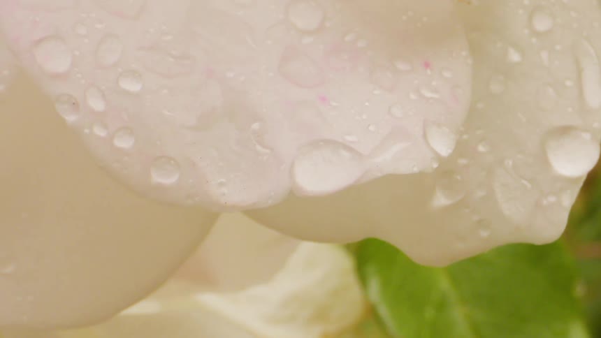 Extreme close up of white petals of a flower with water drops