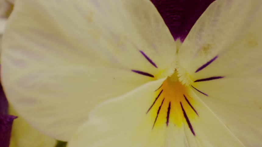 The white flower has some purple lines