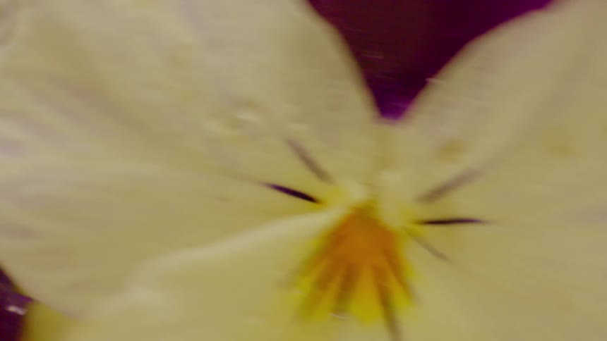 A white and purple flower violently jerking around in a garden