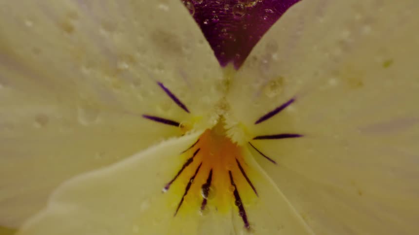 Closeup of bright yellow center of pale yellow flower dotted with dew