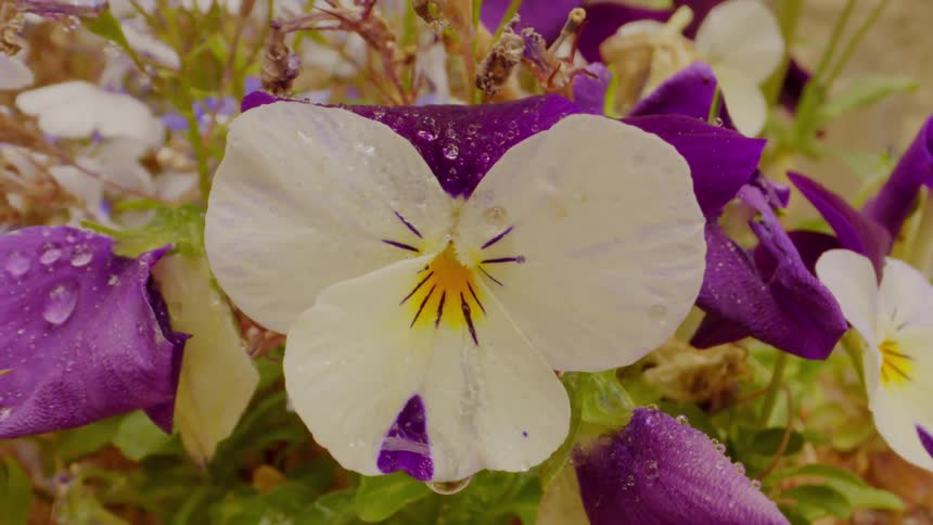 Flowers wet with rain grow in a garden