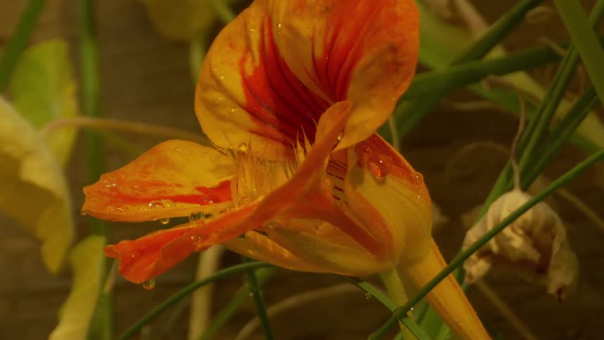 The flower gets watered in the garden