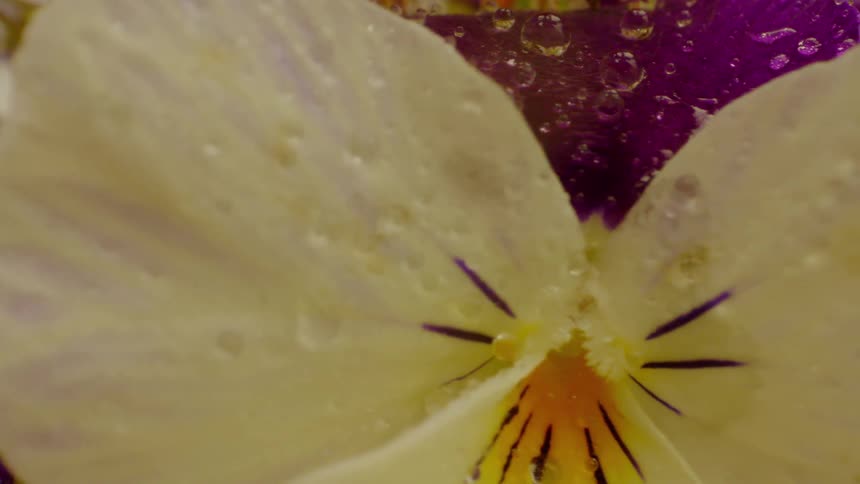 A flower with yellow petals and it is wet and moving