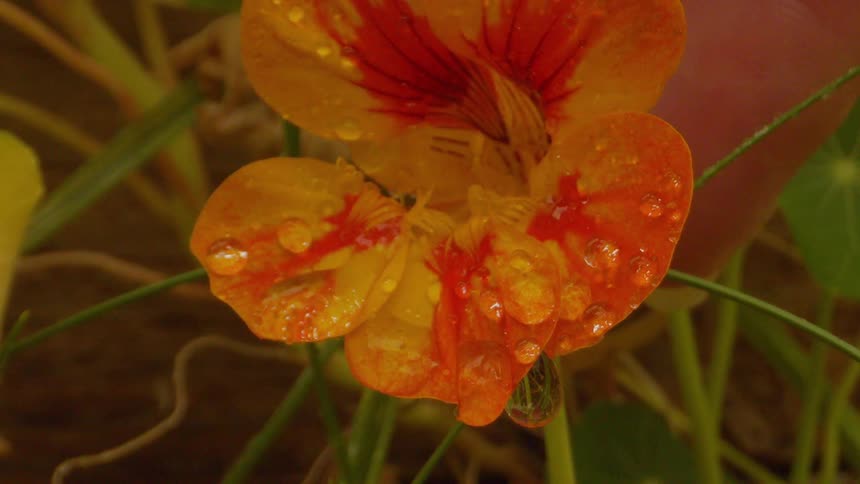A person touches a wet flower
