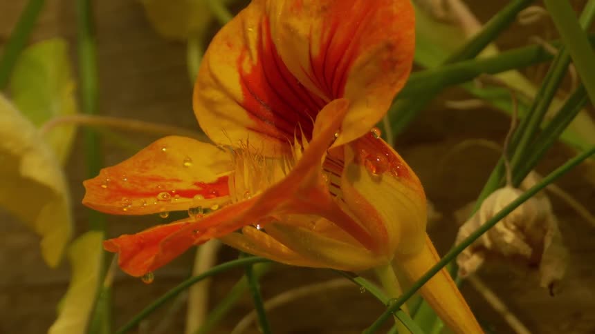 Closeup of a yellowed flower being watered