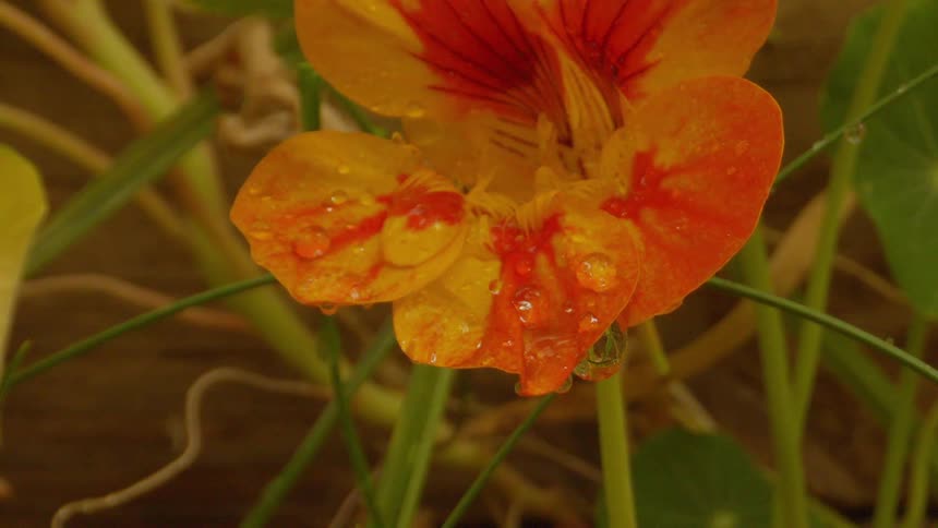 A flower with orange and red petals and they are with water drops
